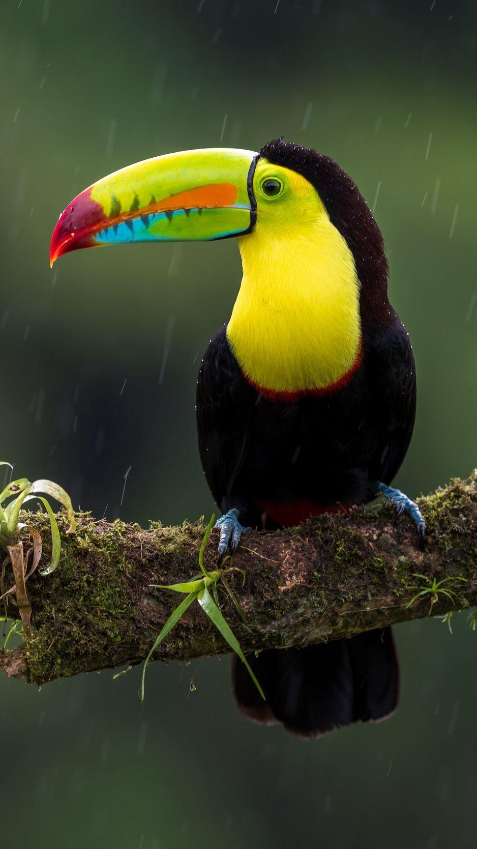 938x1668 Download Wallpaper 938x1668 Toucan, Bird, Branch, Colorful, Exotic Iphone 8 7 6s 6 For Parallax HD Background