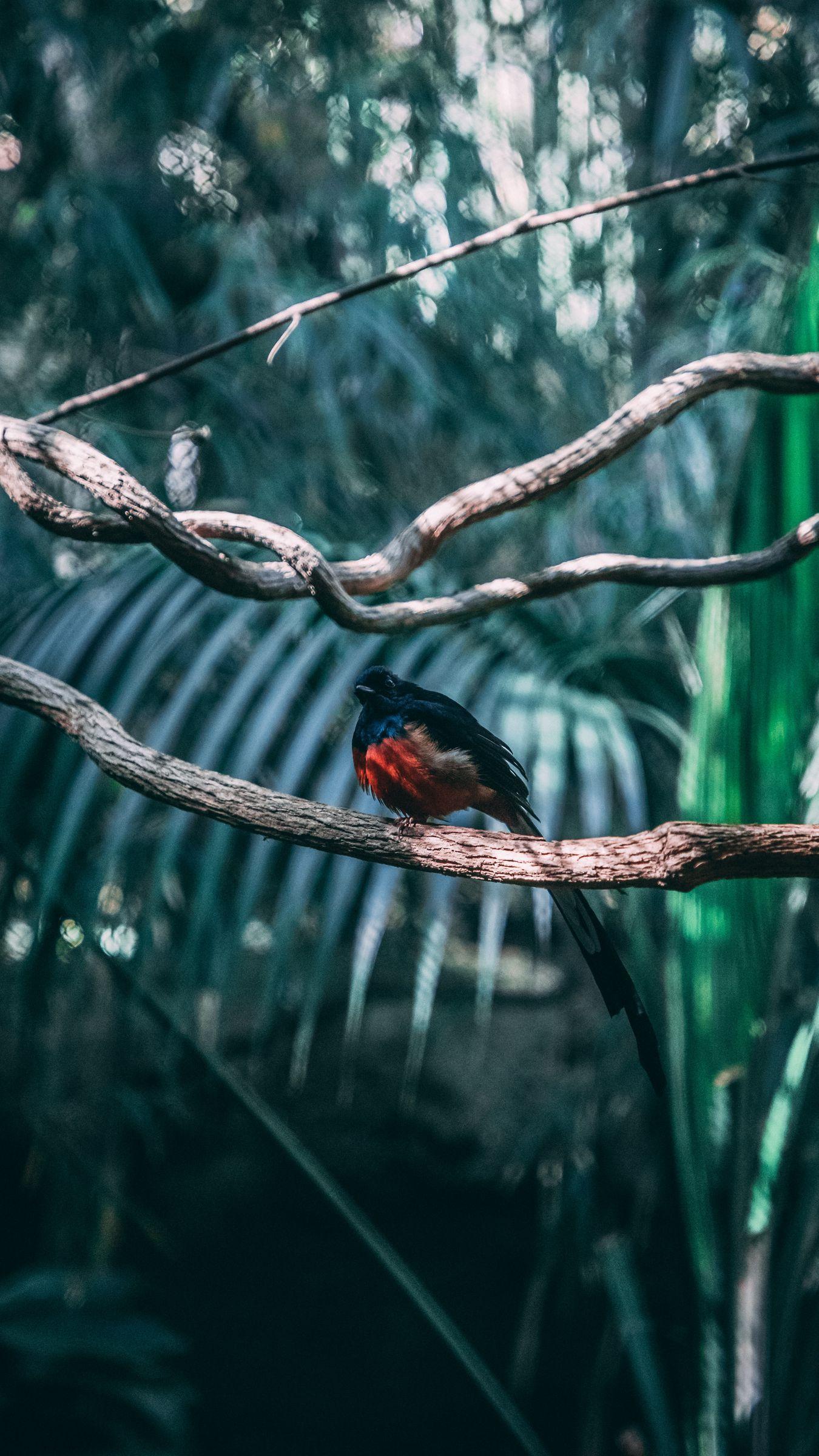 1350x2400 Download wallpaper 1350x2400 bird, exotic, branch, blur iphone 8+/7+/6s+/for parallax HD background