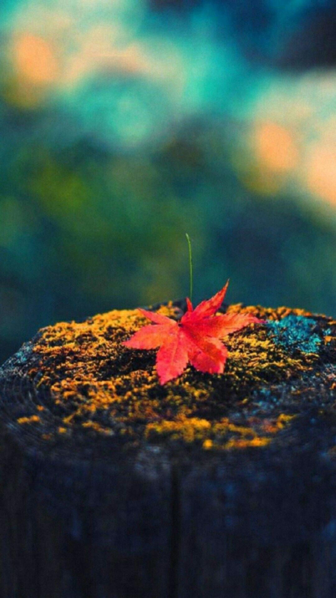 1080x1920 Fall & Halloween Phone Wallpaper. Fox & Spice