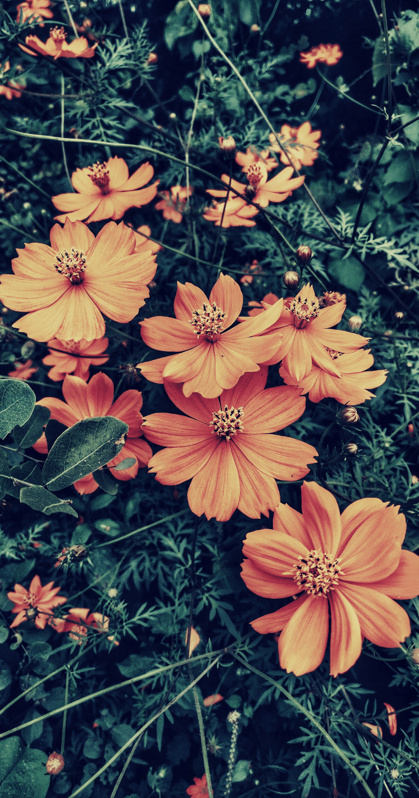 autumn-flowers. | download as a wallpaper here gloeckchen.de… | Flickr