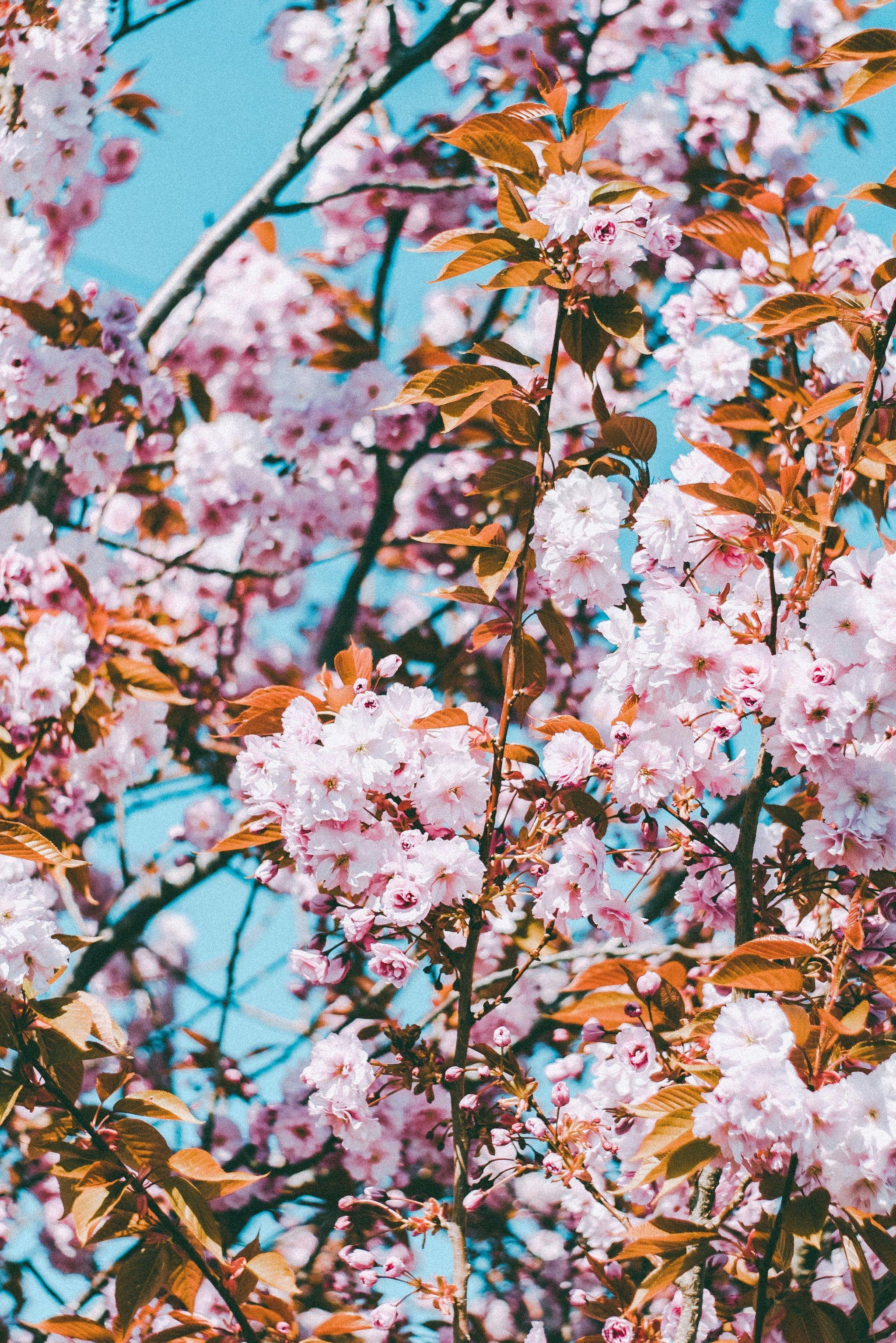 2048x3069 Best IOS 14 Wallpaper Ideas For Your Home Screen Aesthetic