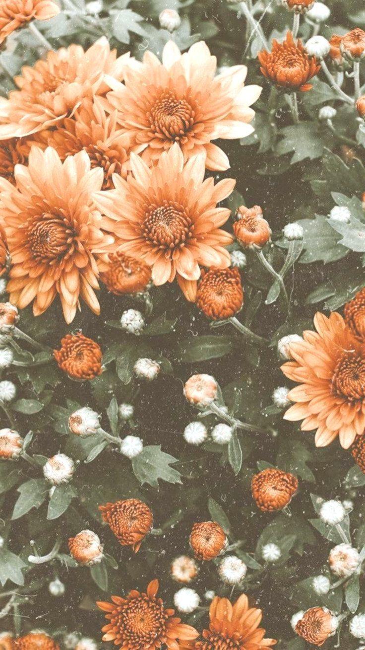 Fall Floral iPhone Wallpapers - Top Free Fall Floral iPhone Backgrounds ...
