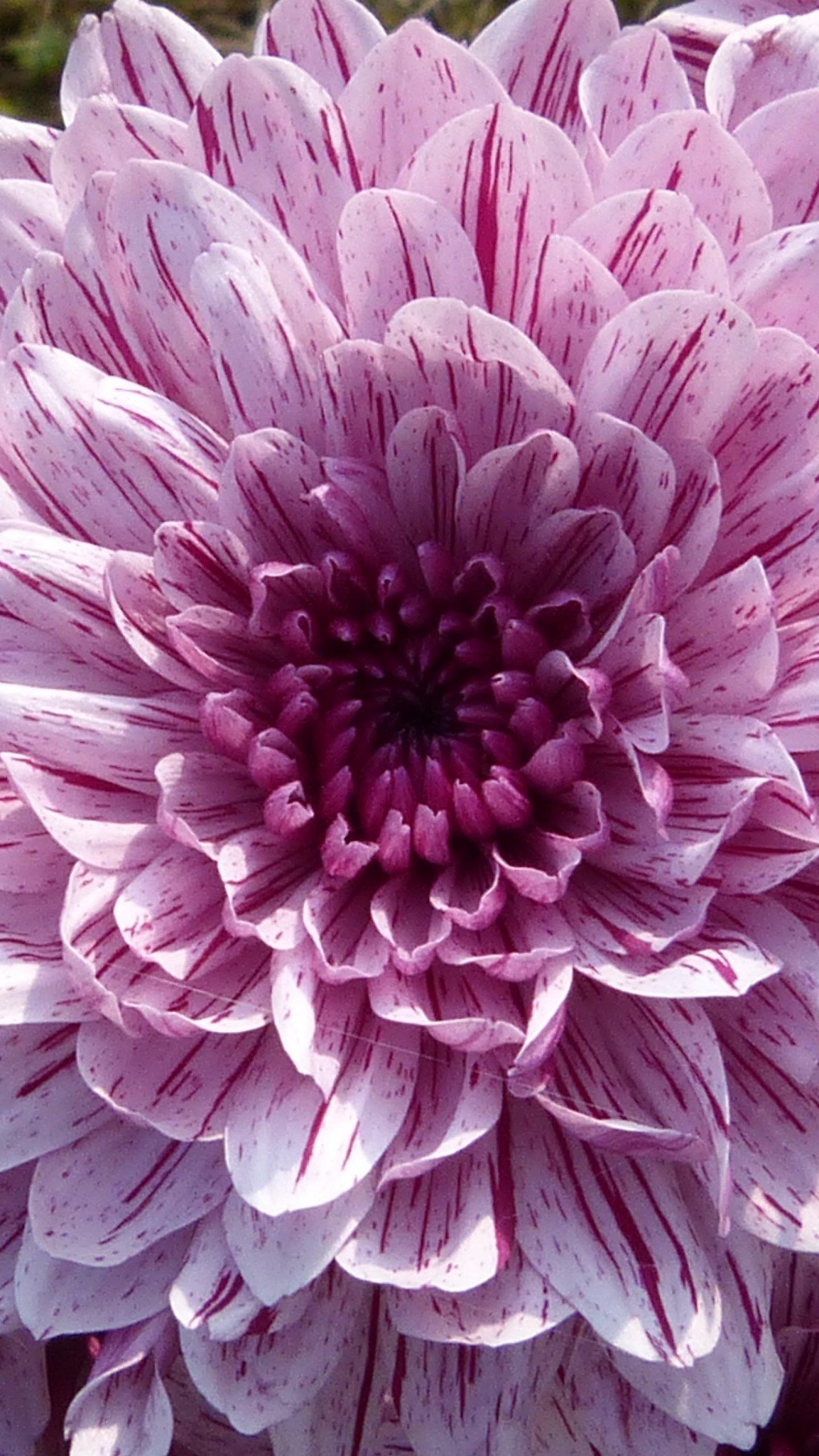 1440x2560 Flower iPhone Wallpaper Free HD Wallpaper