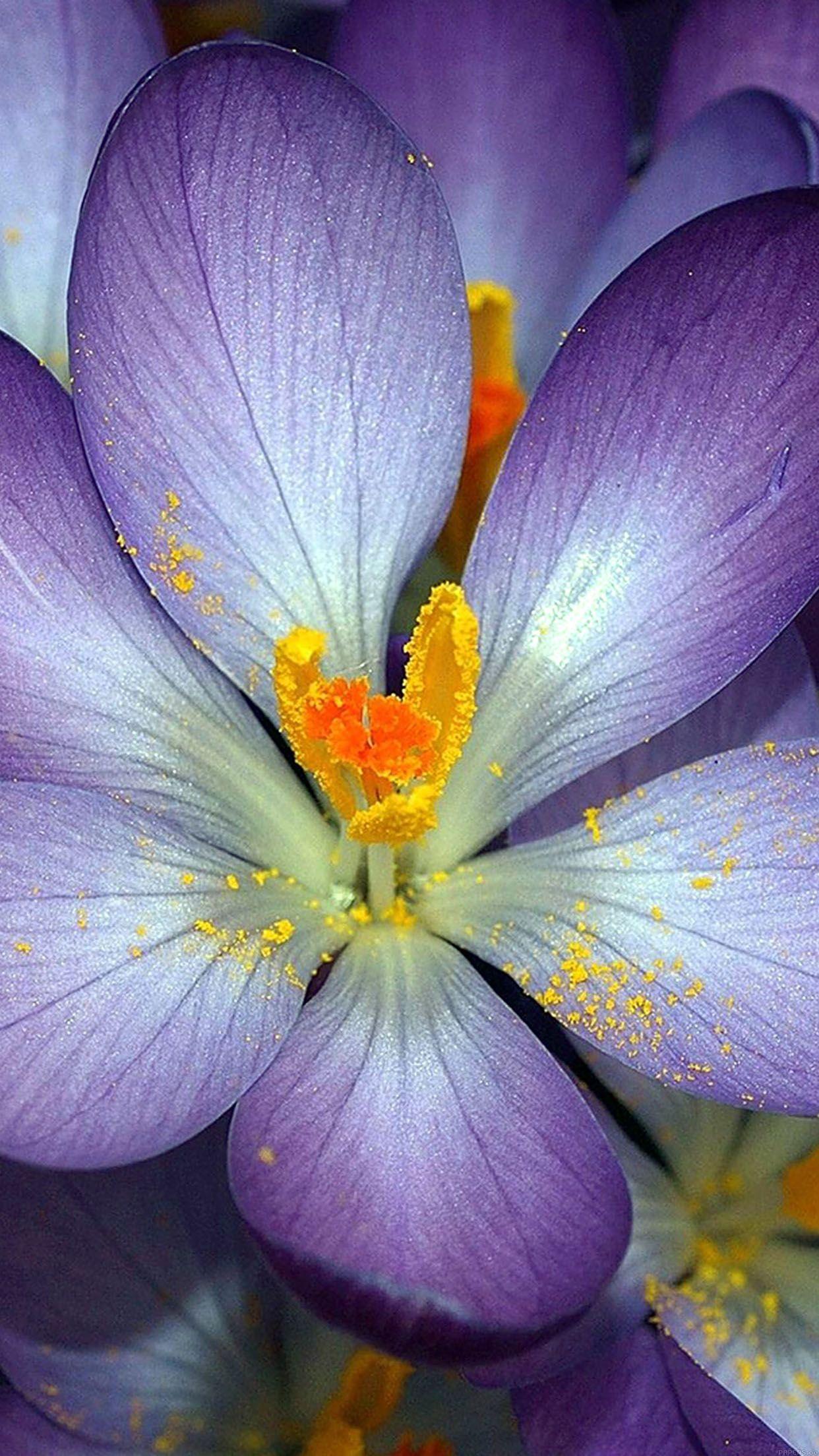 1242x2208 Wallpaper Autumn Purple Flower