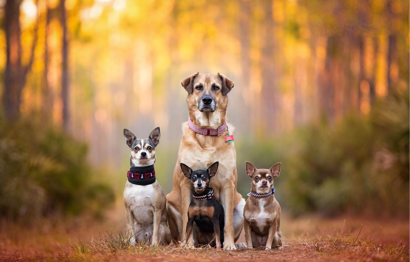 1332x850 Faimly Of Dogs Wallpaper