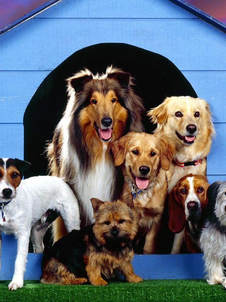 768x1024 Free download Dogs Family at Home Wallpaper Background on this Dogs Wallpaper [1600x1200] for your Desktop, Mobile & Tablet. Explore Dog Wallpaper for Home. Doggy Wallpaper, Wallpaper of Dogs