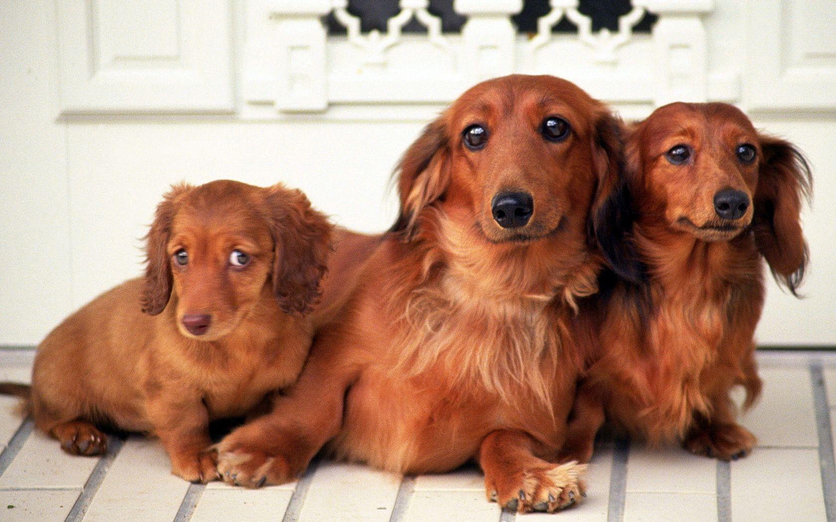1680x1050 Family of dachshunds wallpaper and image, picture, photo