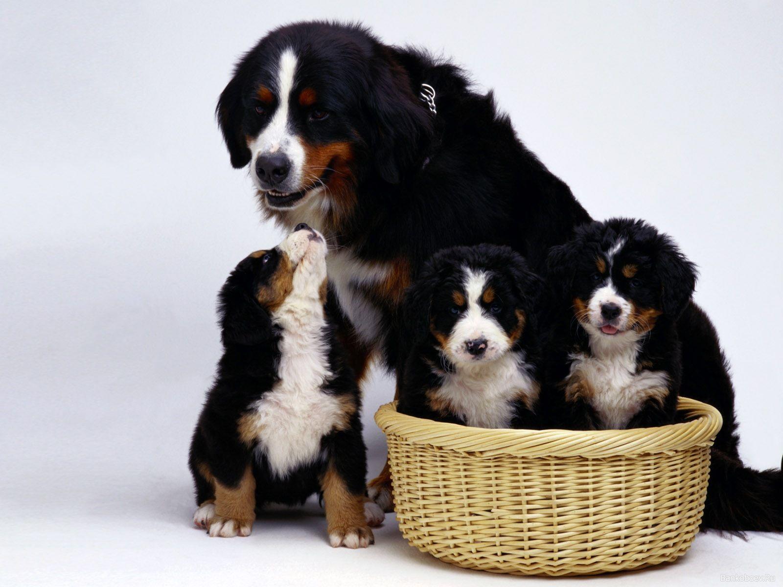 1600x1200 Faimly Of Dogs Wallpaper