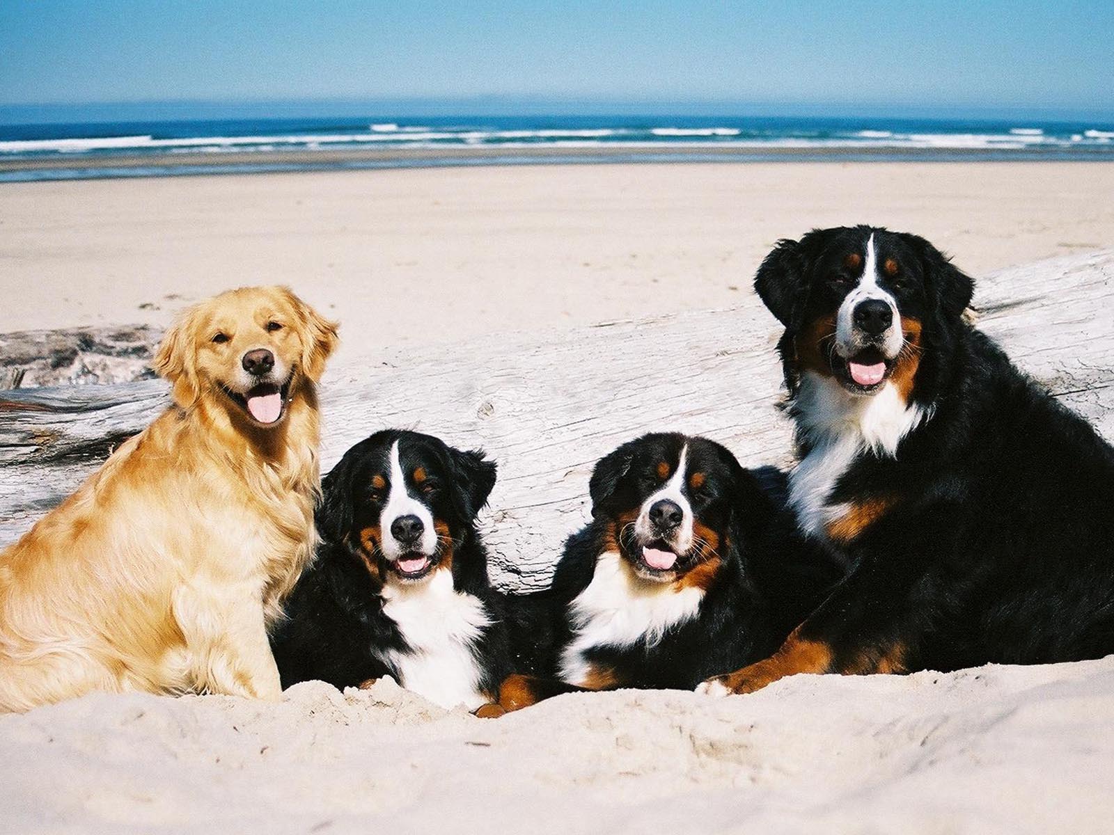 1600x1200 Bernese Mountain Dogs and Golden Retriever Wallpaper 62521 1600x1200px