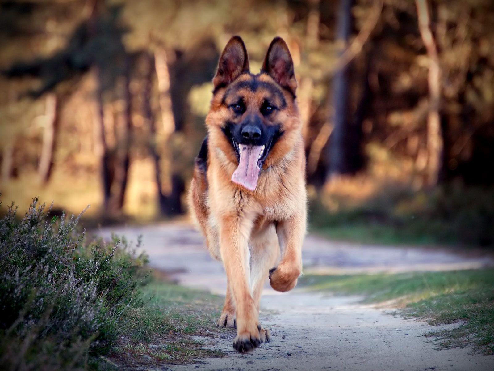 1600x1200 German shepherd breeders both local and national reputable GSD breeder. German shepherd wallpaper, Shepherd dog, German dogs
