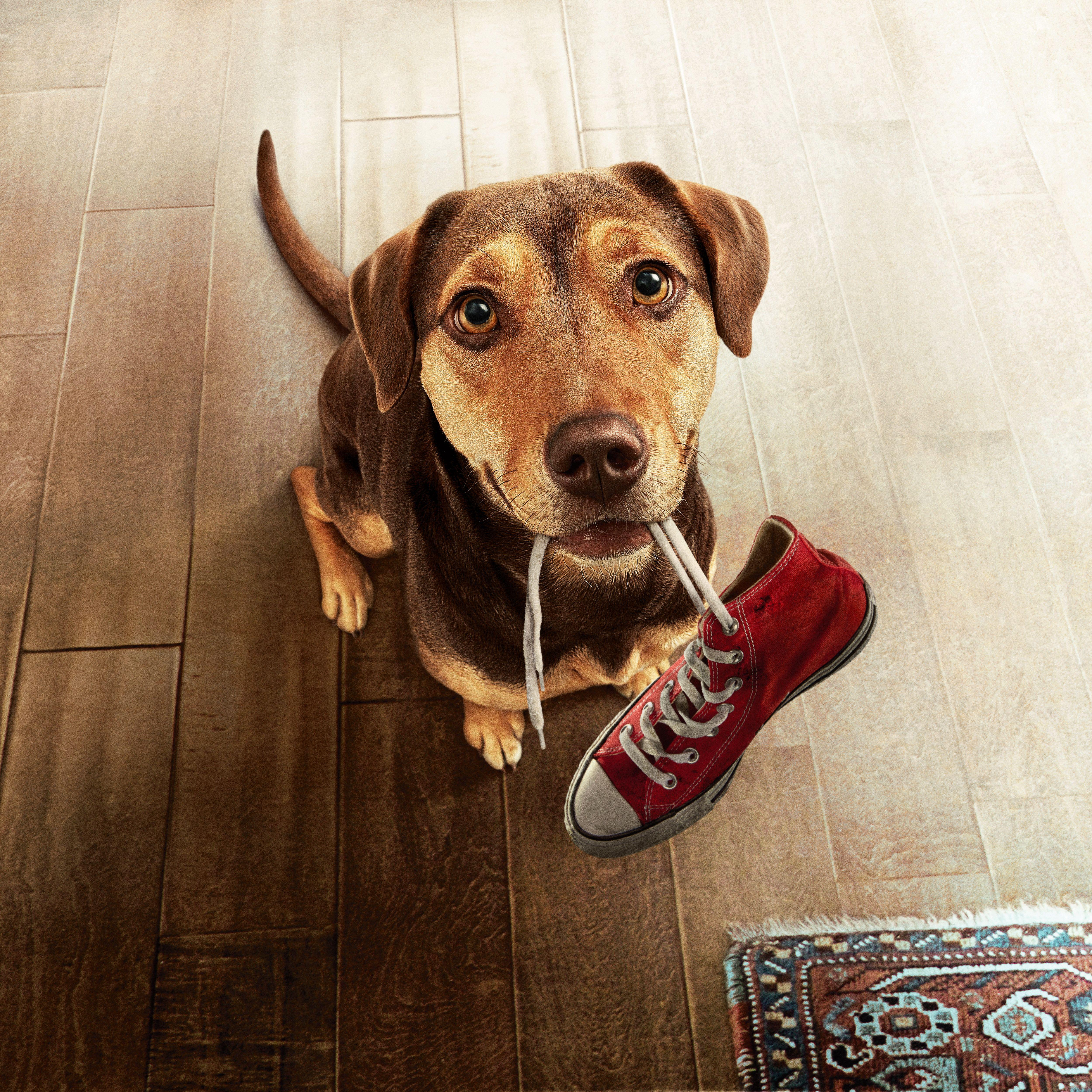 5000x5000 Wallpaper A Dog's Way Home, Adventure, Family, Dog, 4K, 5K, Movies,. Wallpaper for iPhone, Android, Mobile and Desktop