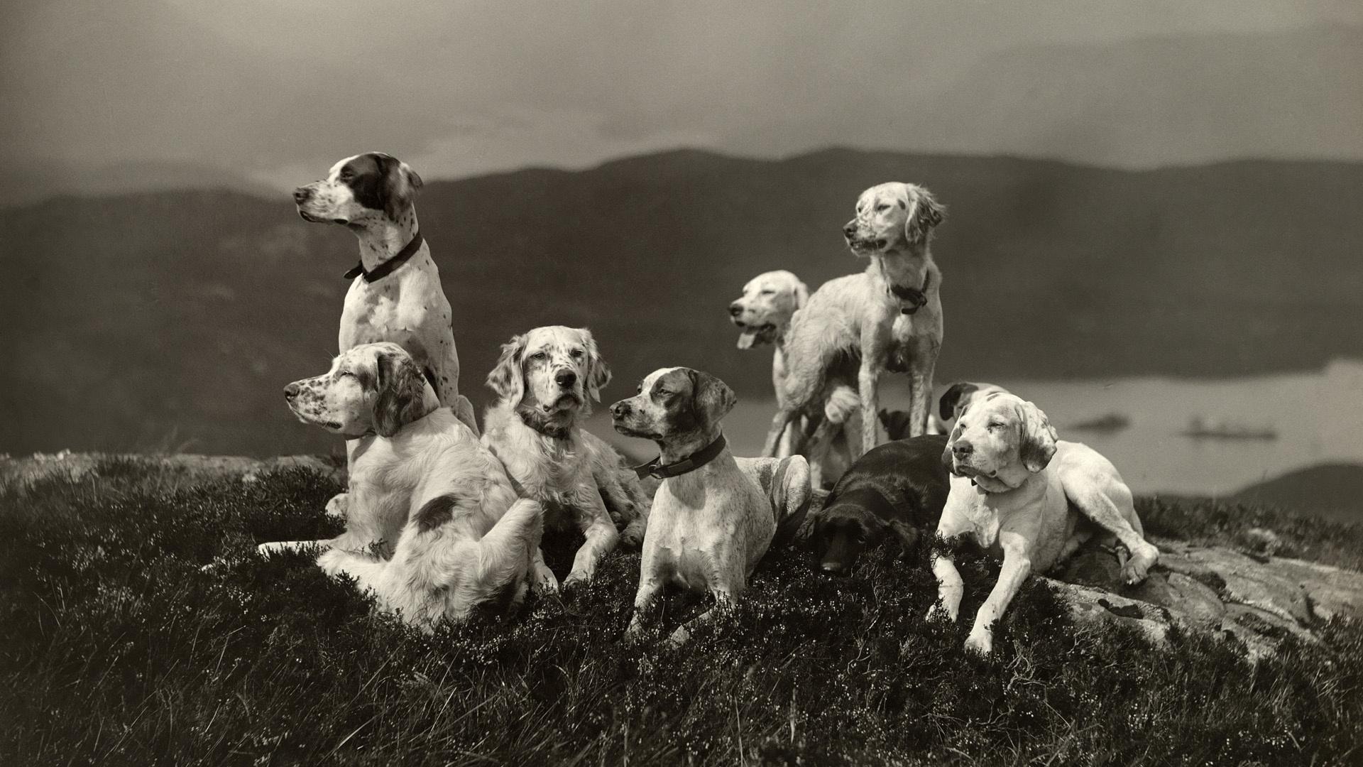 1920x1080 Faimly Of Dogs Wallpaper
