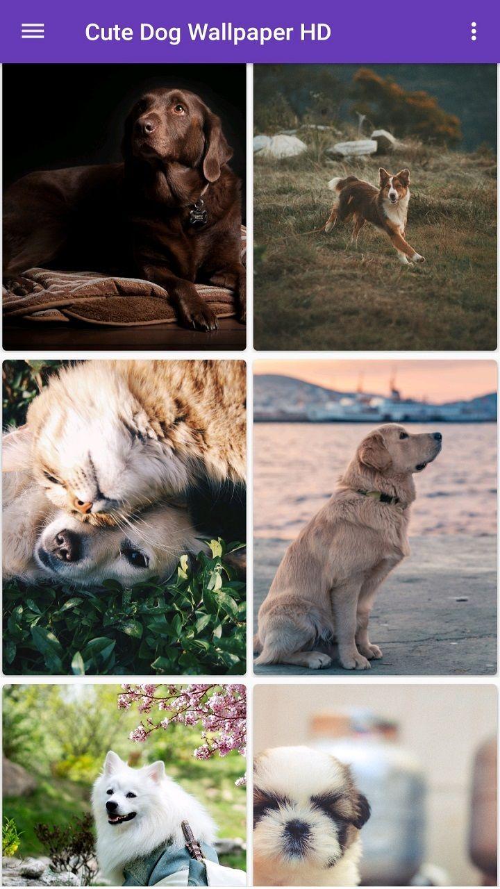 720x1280 Cute Dog Wallpaper HD: Appstore for Android