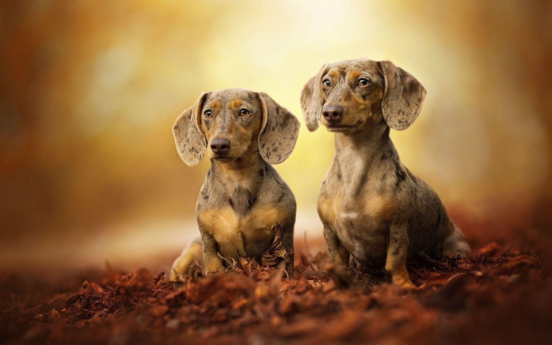 1920x1200 Download wallpaper Dachshund, family, dogs, autumn, gray dachshund, pets, bokeh, cute animals, Dachshund Dog for desktop with resolution 1920x1200. High Quality HD picture wallpaper