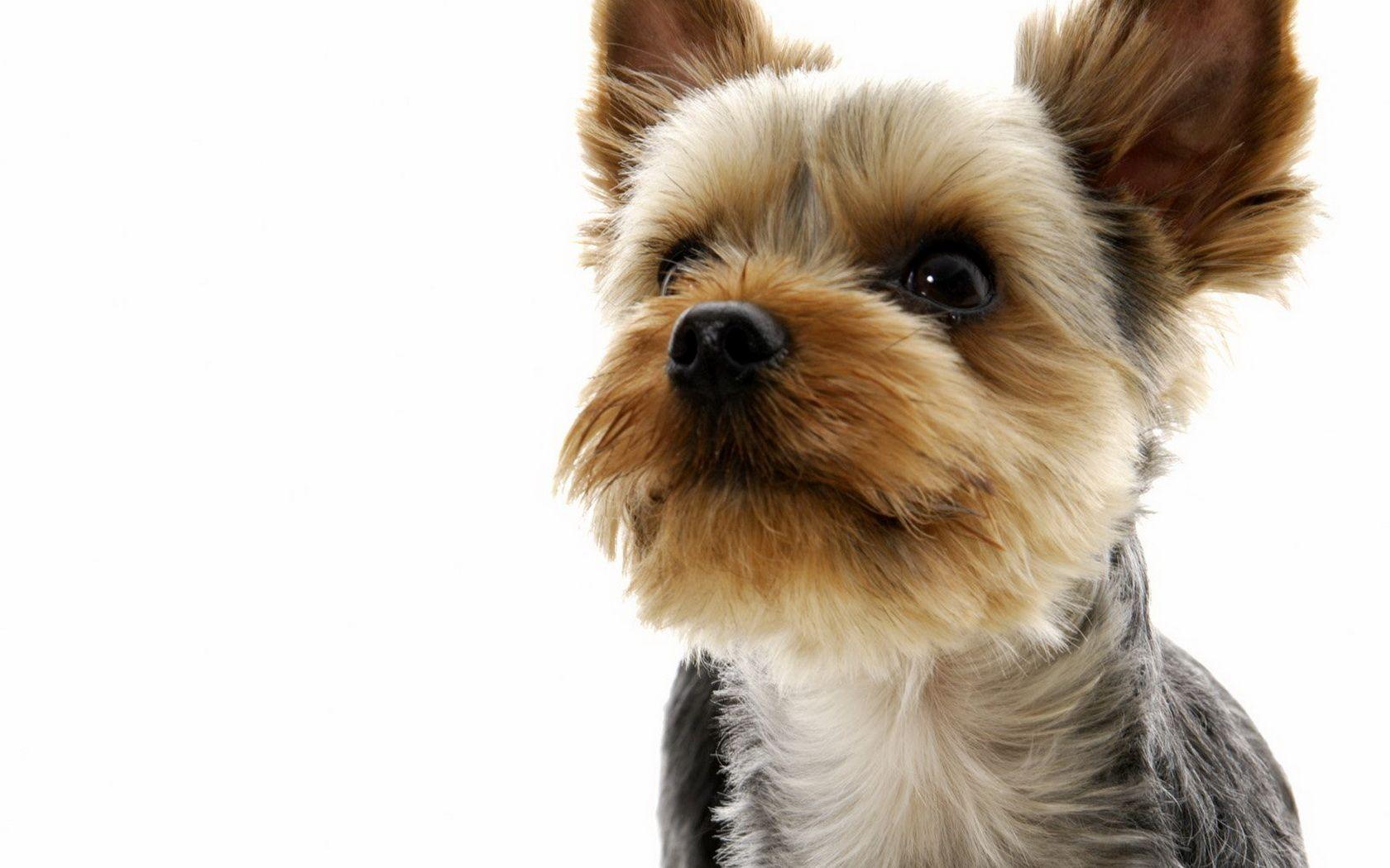 1680x1050 HD Yorkshire Terrier Dog Wallpaper
