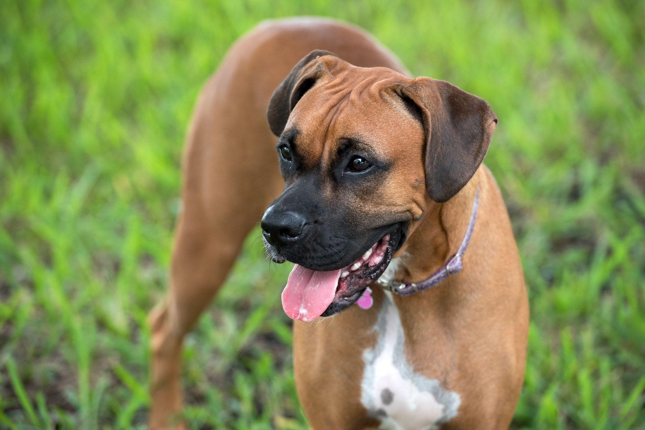 2158x1440 Is The Boxer Dog the Ultimate Family Pet?