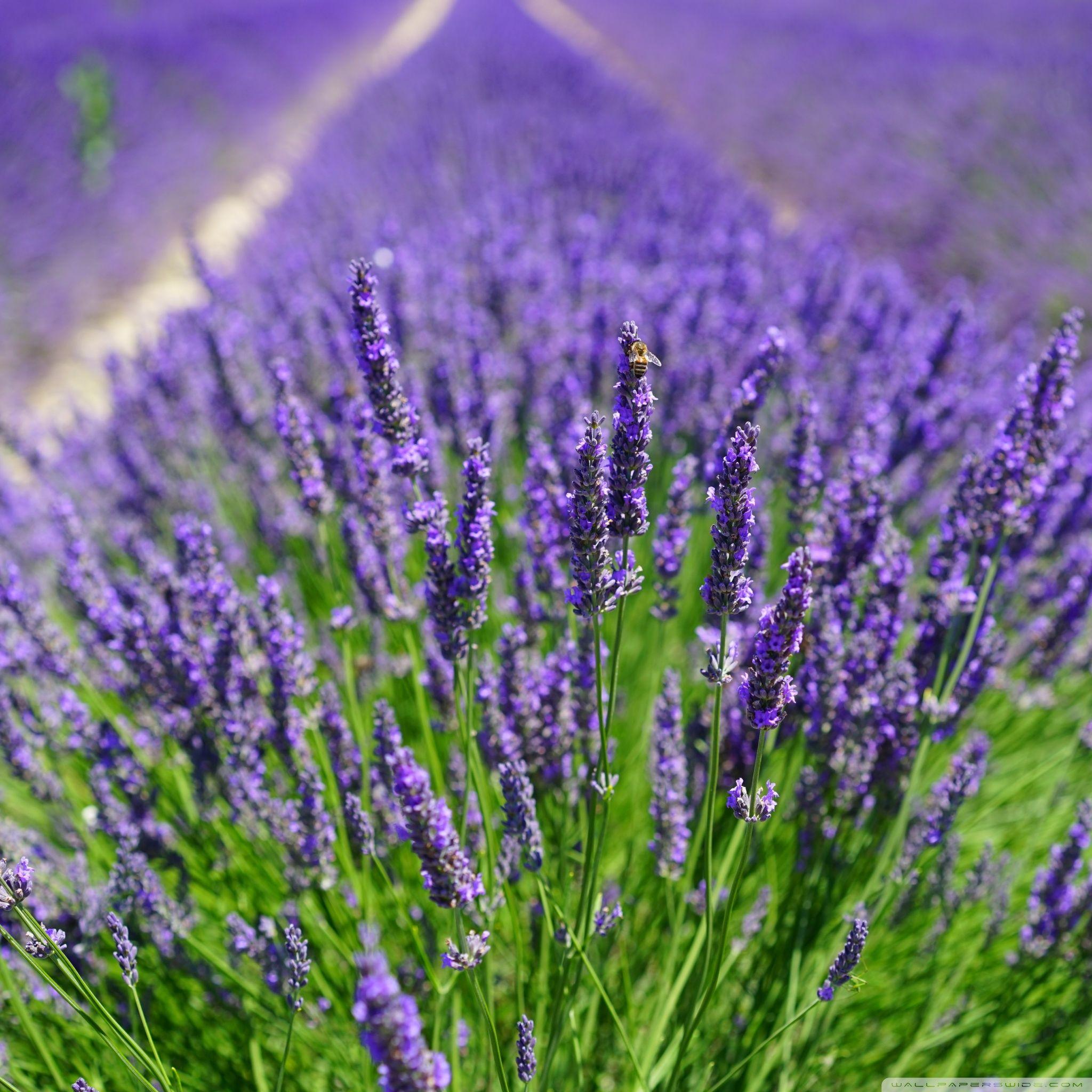 2048x2048 Lavender Plants Ultra HD Desktop Background Wallpaper for 4K UHD TV : Widescreen & UltraWide Desktop & Laptop : Multi Display, Dual & Triple Monitor : Tablet