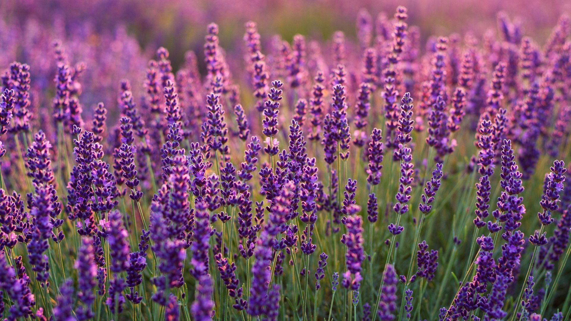 1920x1080 Desktop wallpaper lavenders, lavender farm, plants, HD image, picture, background, 2643bb