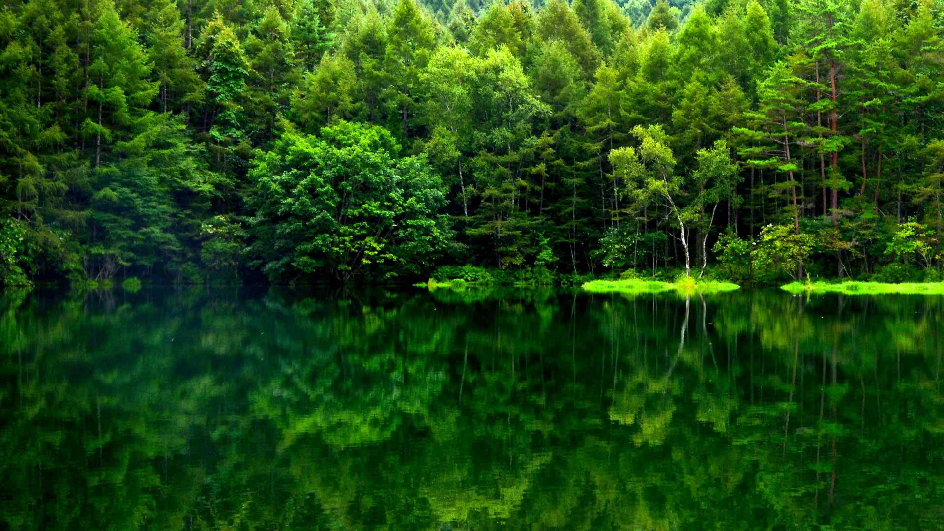 Green Forest Desktop Background