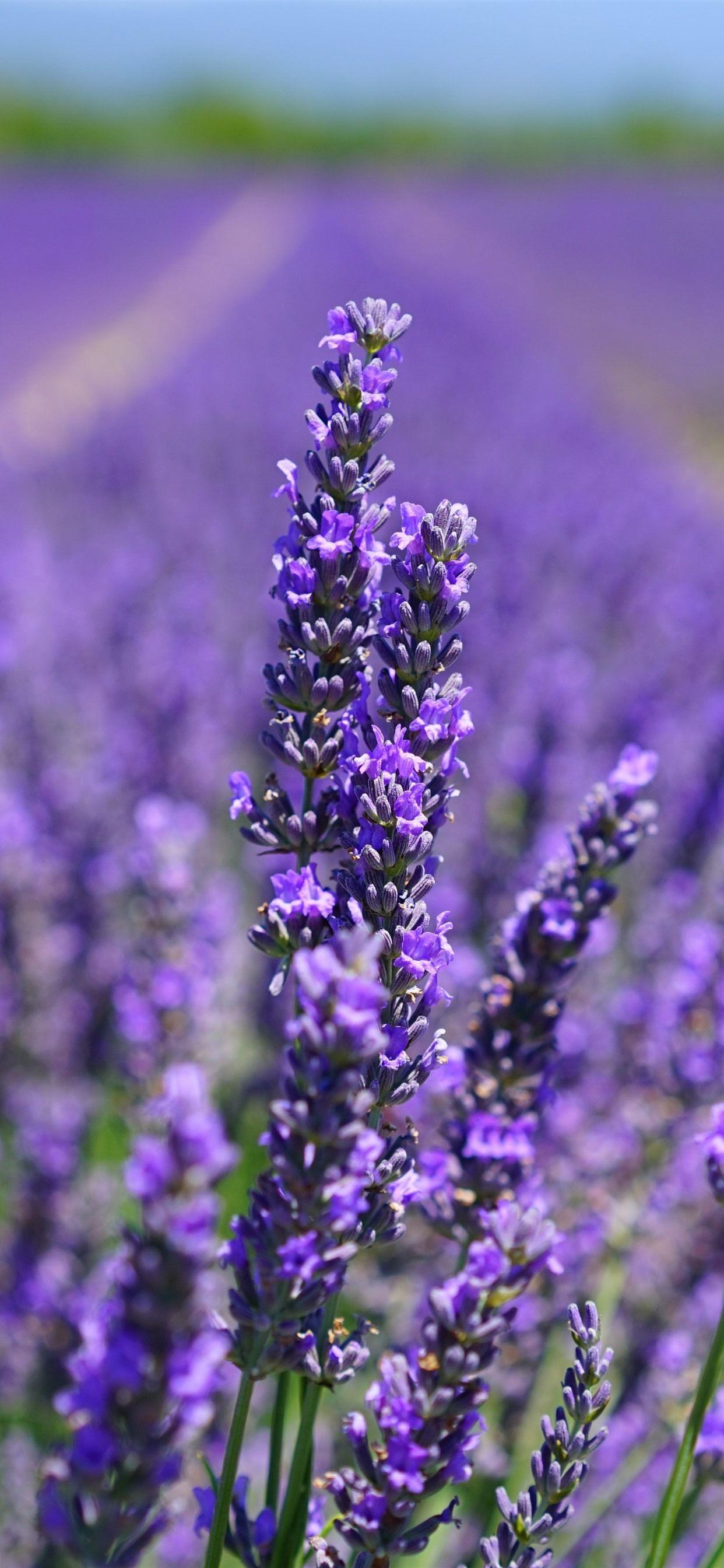 1242x2688 lavender wallpaper 104