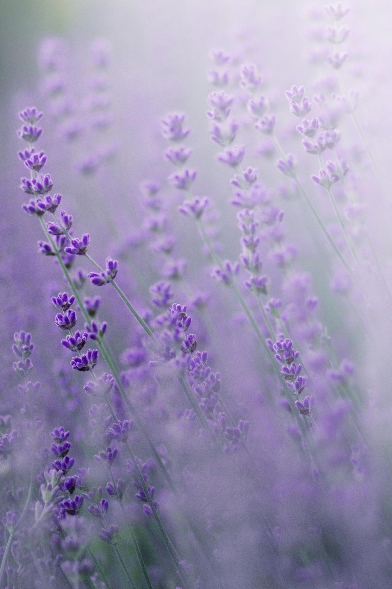 Lavender Plant Wallpapers - Top Free Lavender Plant Backgrounds ...