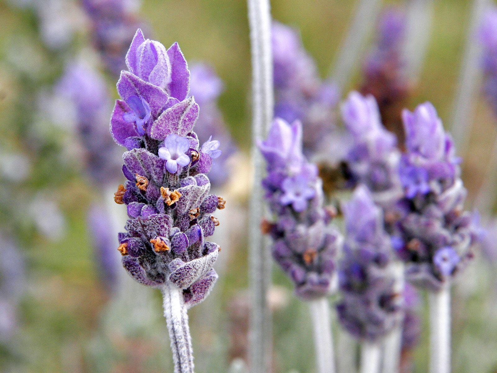 1600x1200 Lavandula