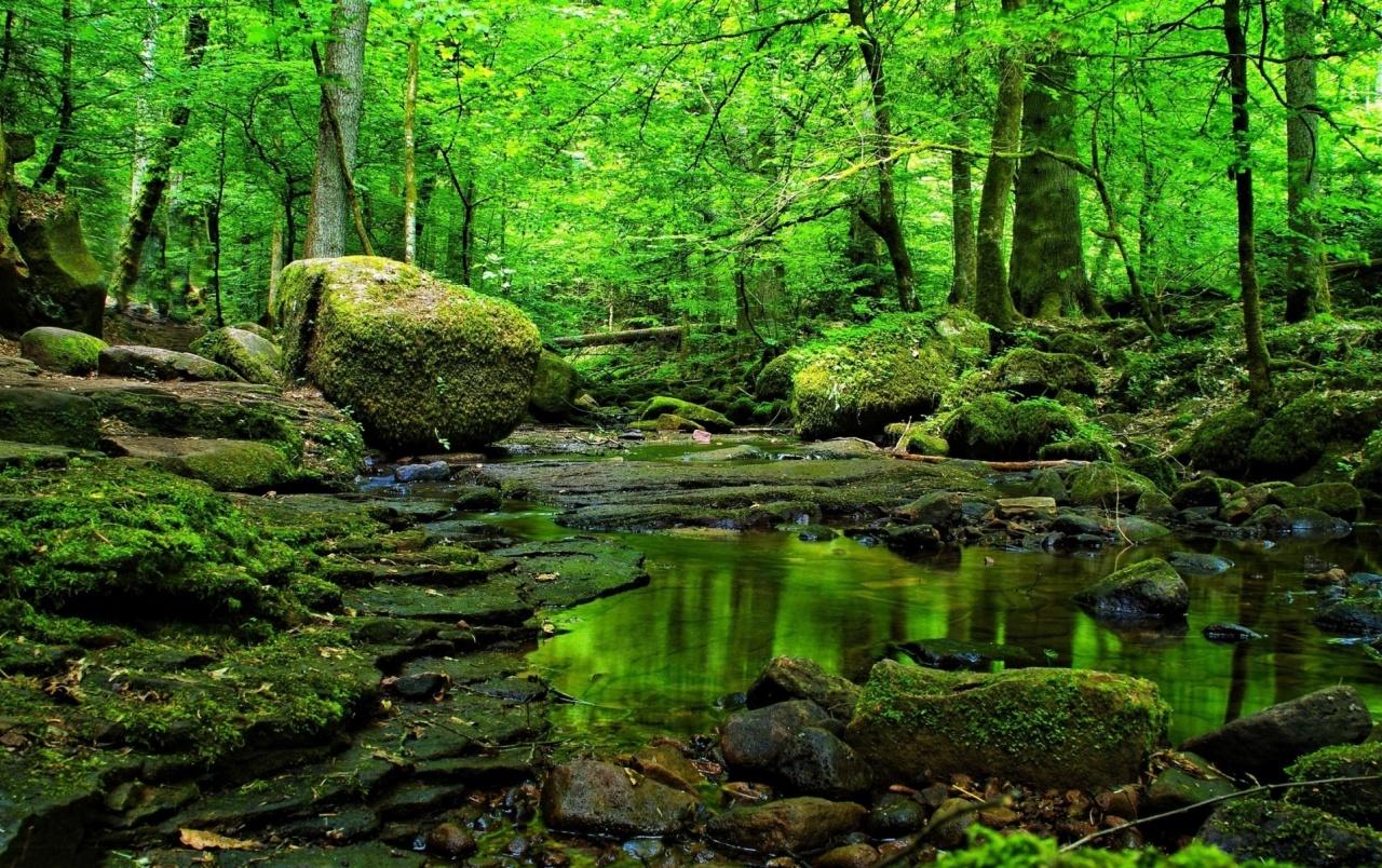 1280x804 Green Forest Wallpaper 1280x804 px