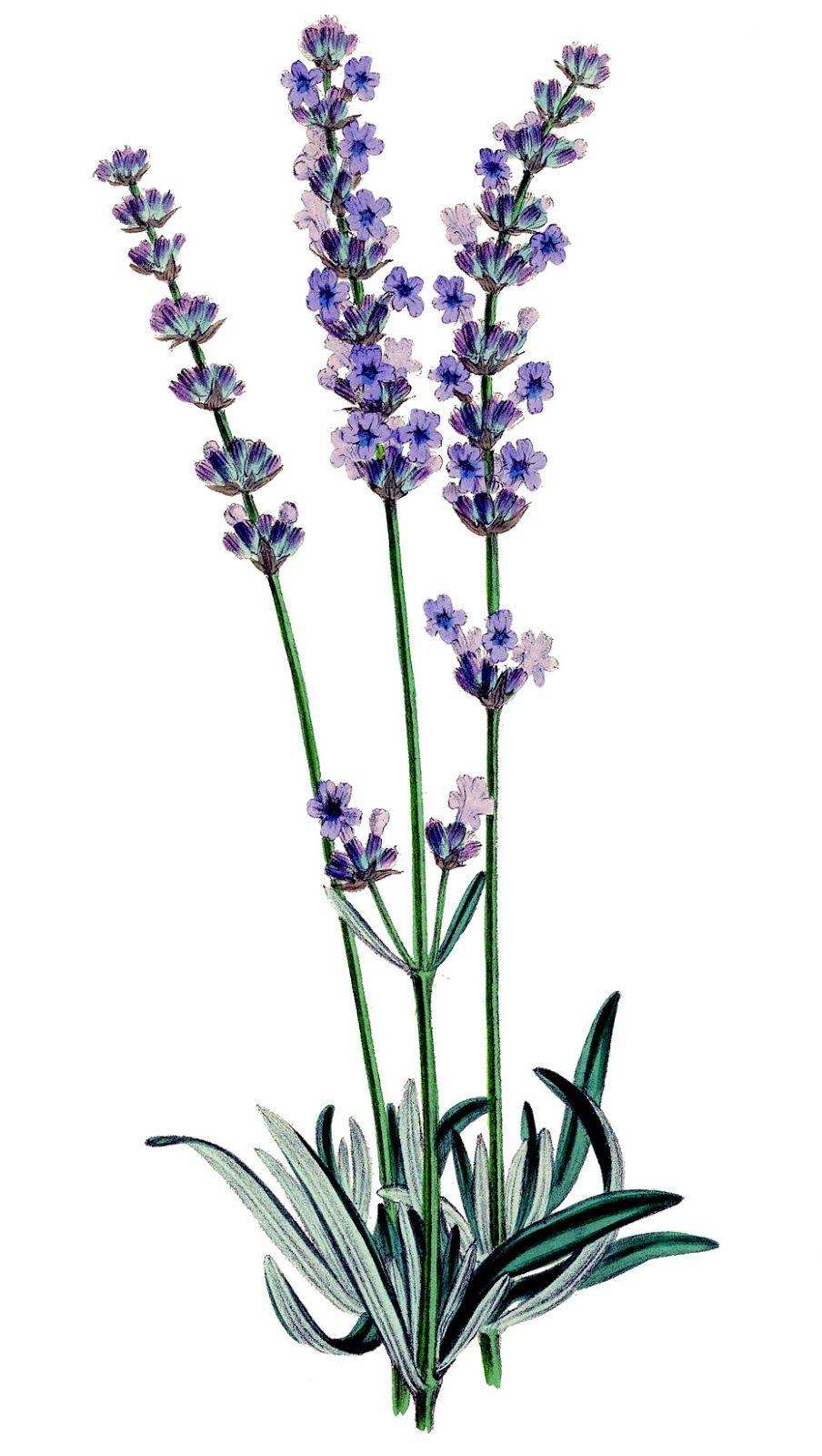 904x1600 Lavender wallpaper, Earth, HQ Lavender pictureK Wallpaper 2019