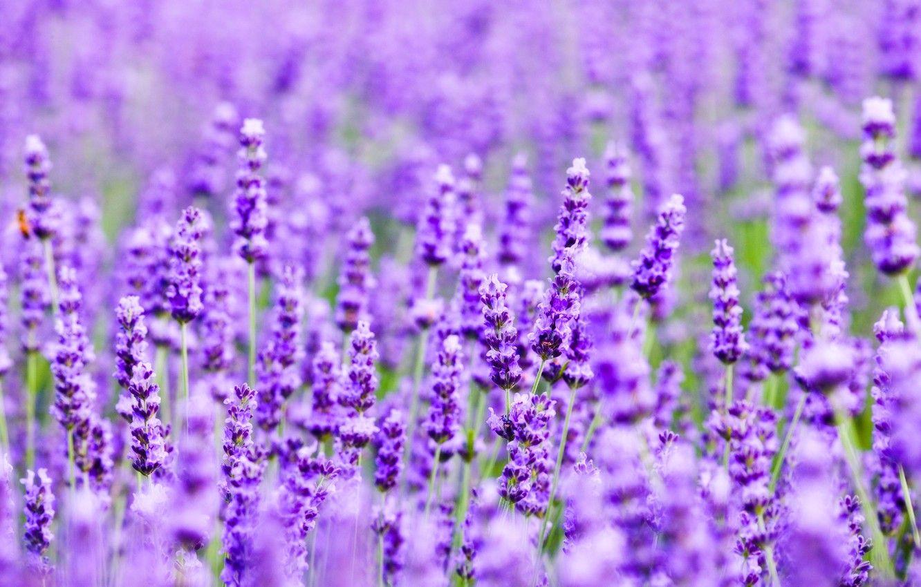 1332x850 Wallpaper field, nature, plant, meadow, lavender image for desktop, section цветы