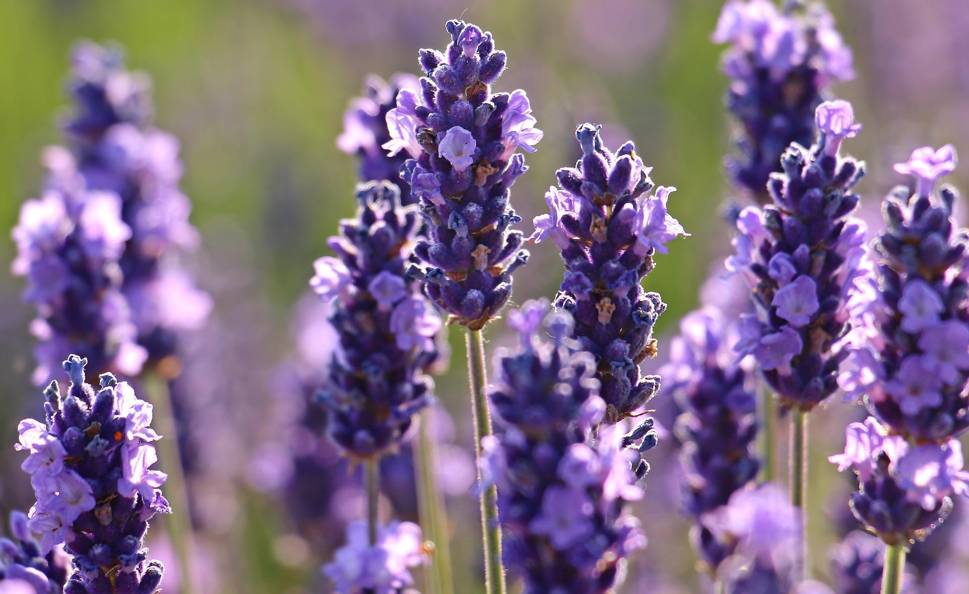 1920x1178 Lavender Wallpaper HD for Android