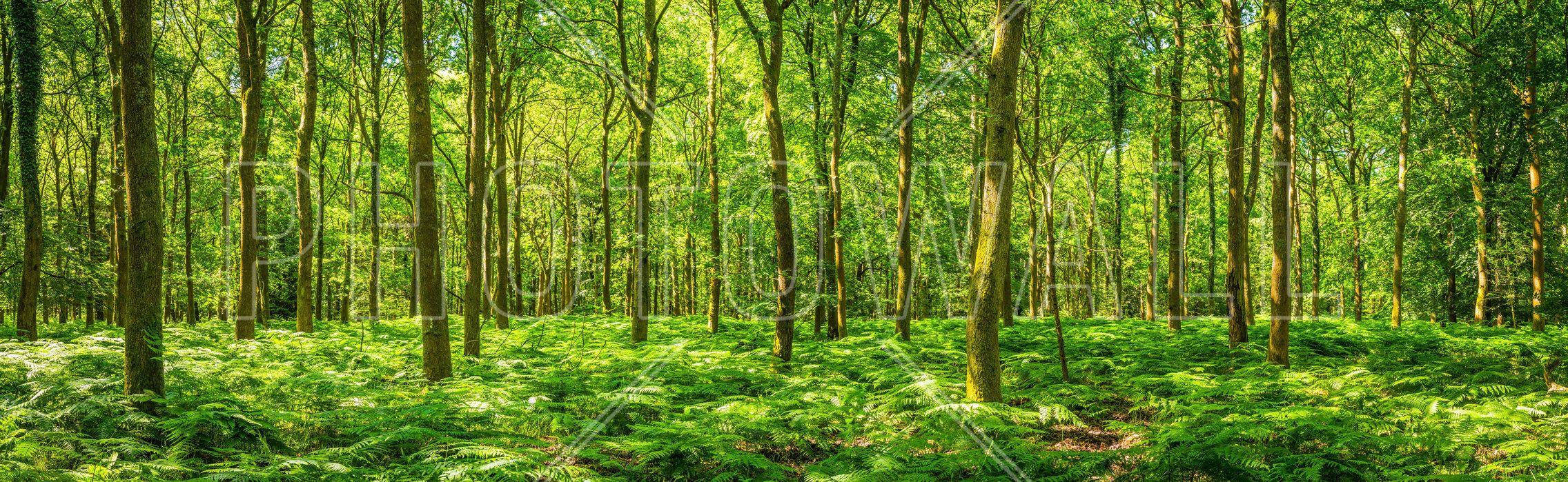 2272x699 Warming Green Forest
