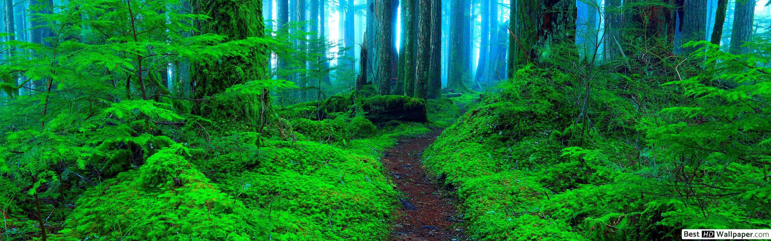 2560x800 Abandoned walkway in the green forest HD wallpaper download