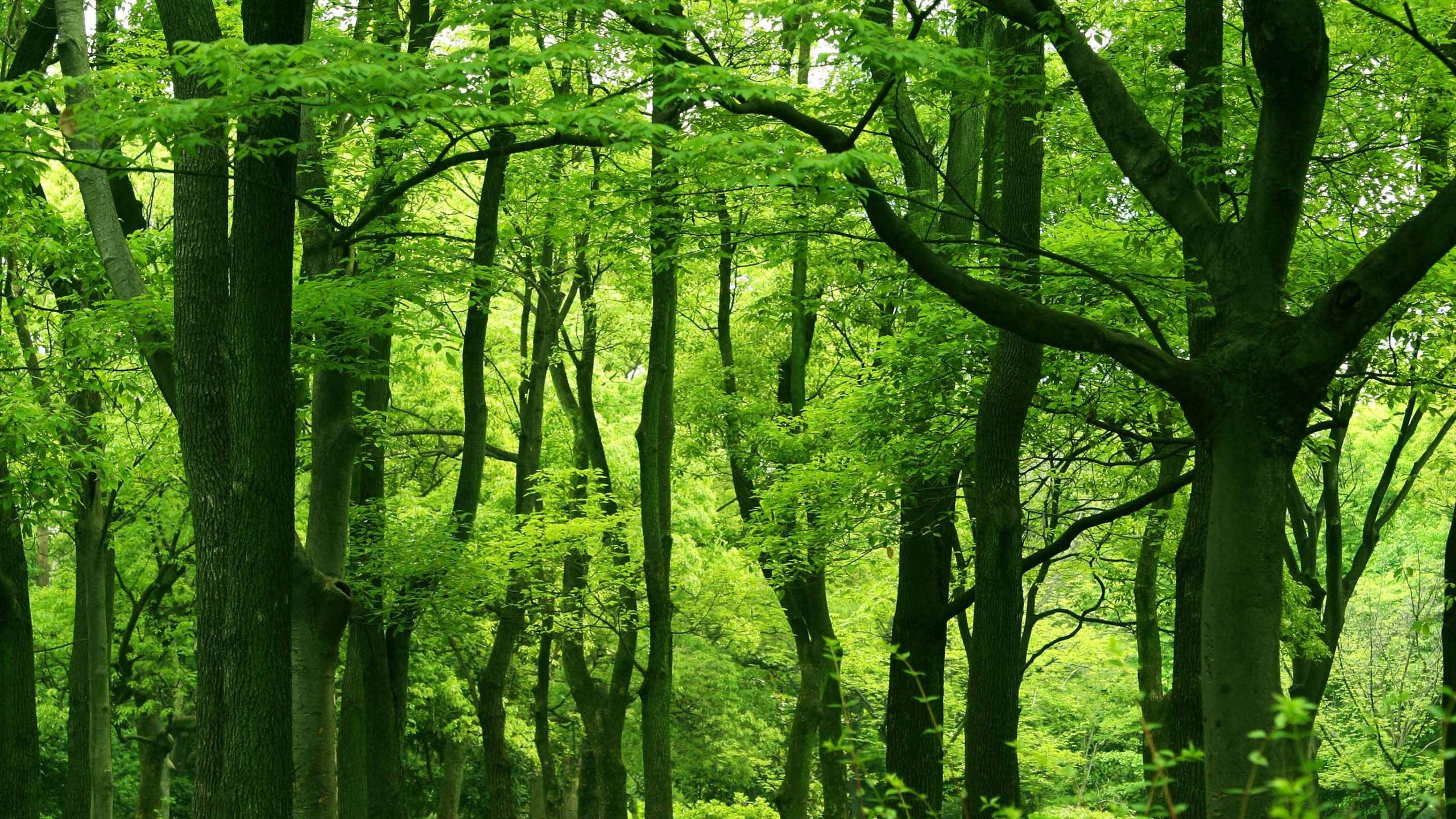 2560x1440 Green Forest Summer MacBook Air Wallpaper Download
