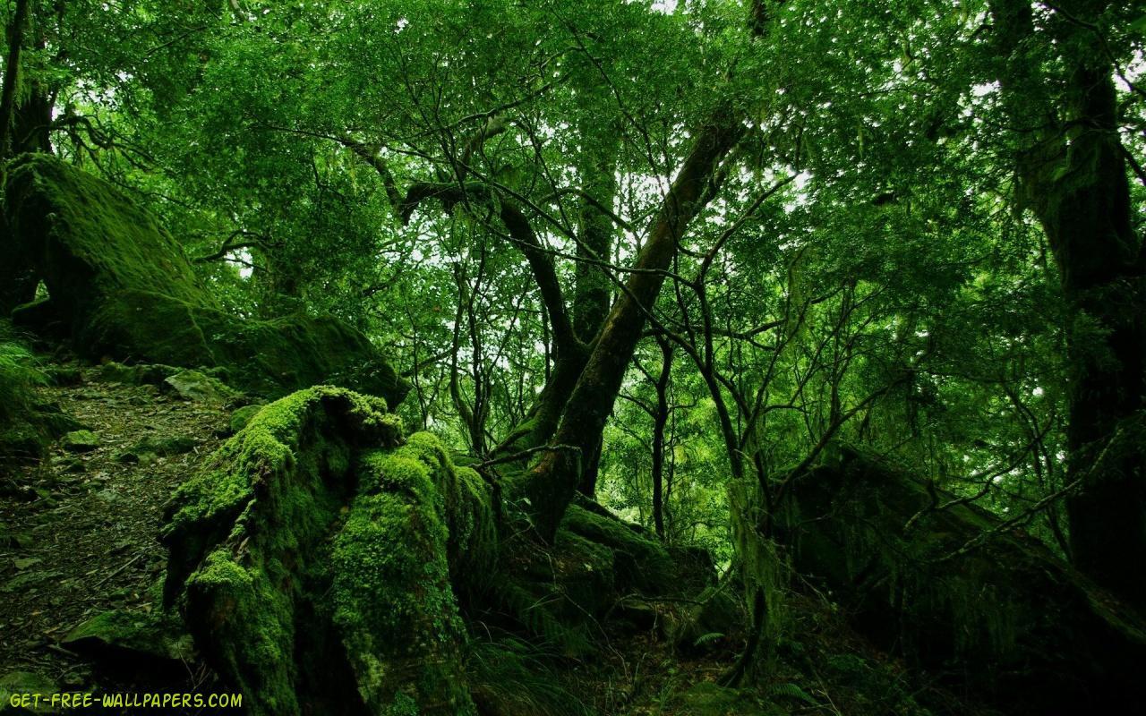 1280x800 Download Green Forest Wallpaper 1788 - Rainforest Desktop Wallpaper
