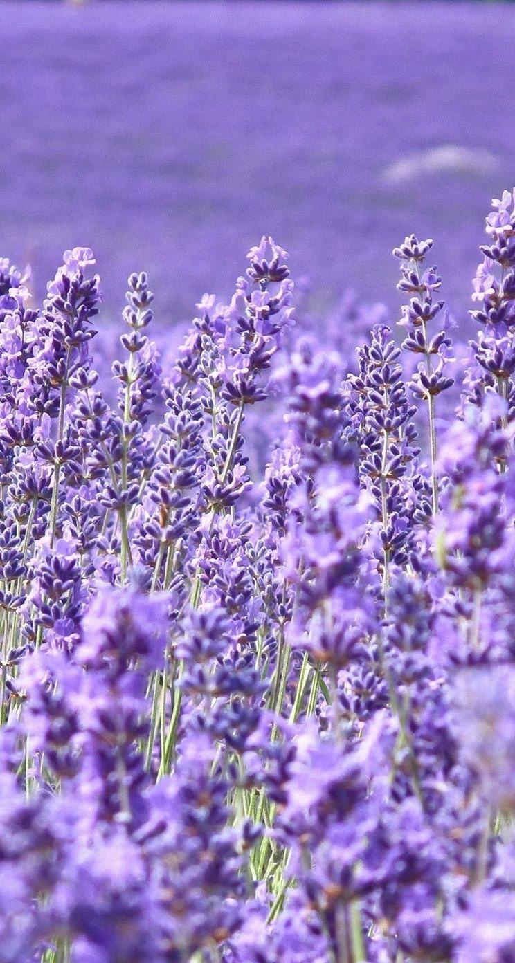 744x1392 iPhone wallpaper flowers. Purple flowers wallpaper, Beautiful flowers wallpaper, Flower iphone wallpaper