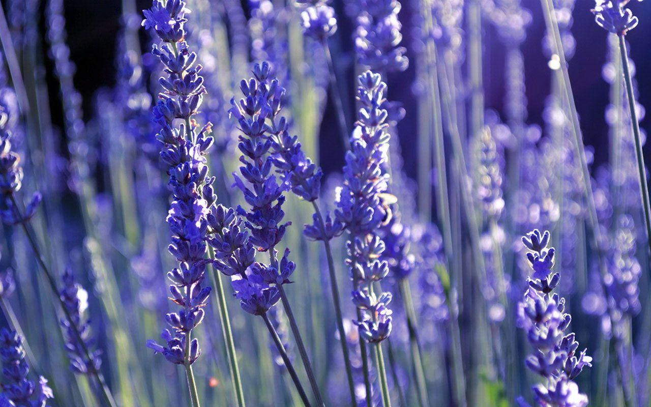1280x800 Lavender Wallpaper