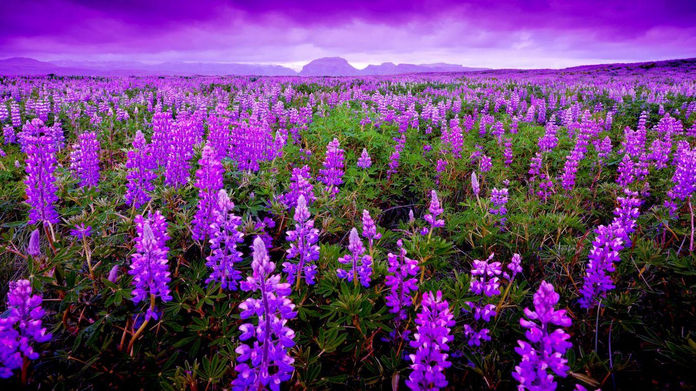 1366x768 Free download Lavender Plant Landscaping wallpaper [1366x768] for your Desktop, Mobile & Tablet. Explore Lavender Wallpaper. Purple Wallpaper, Blue Wallpaper, Purple and Silver Wallpaper
