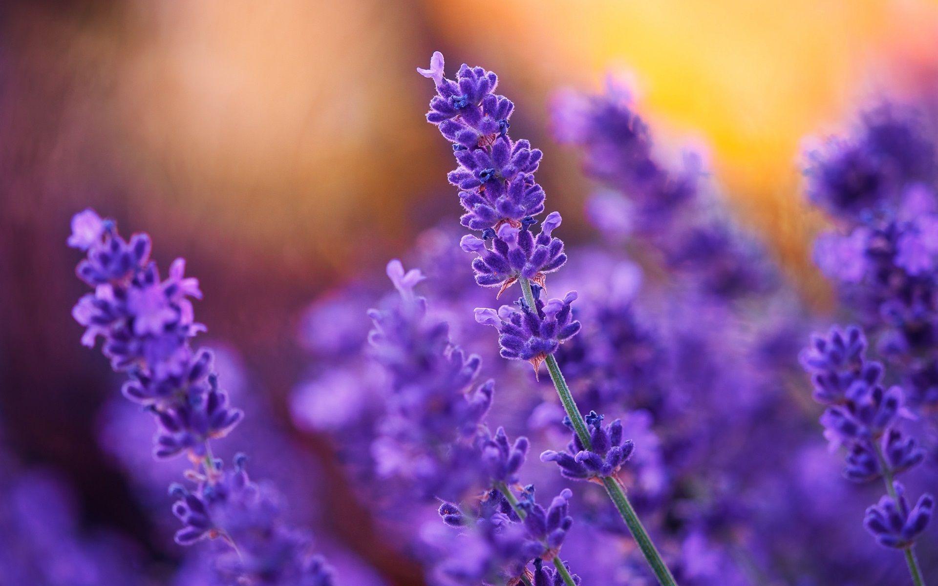 1920x1200 Wallpaper Purple flowers, lavender, plant 1920x1200 HD Picture, Image