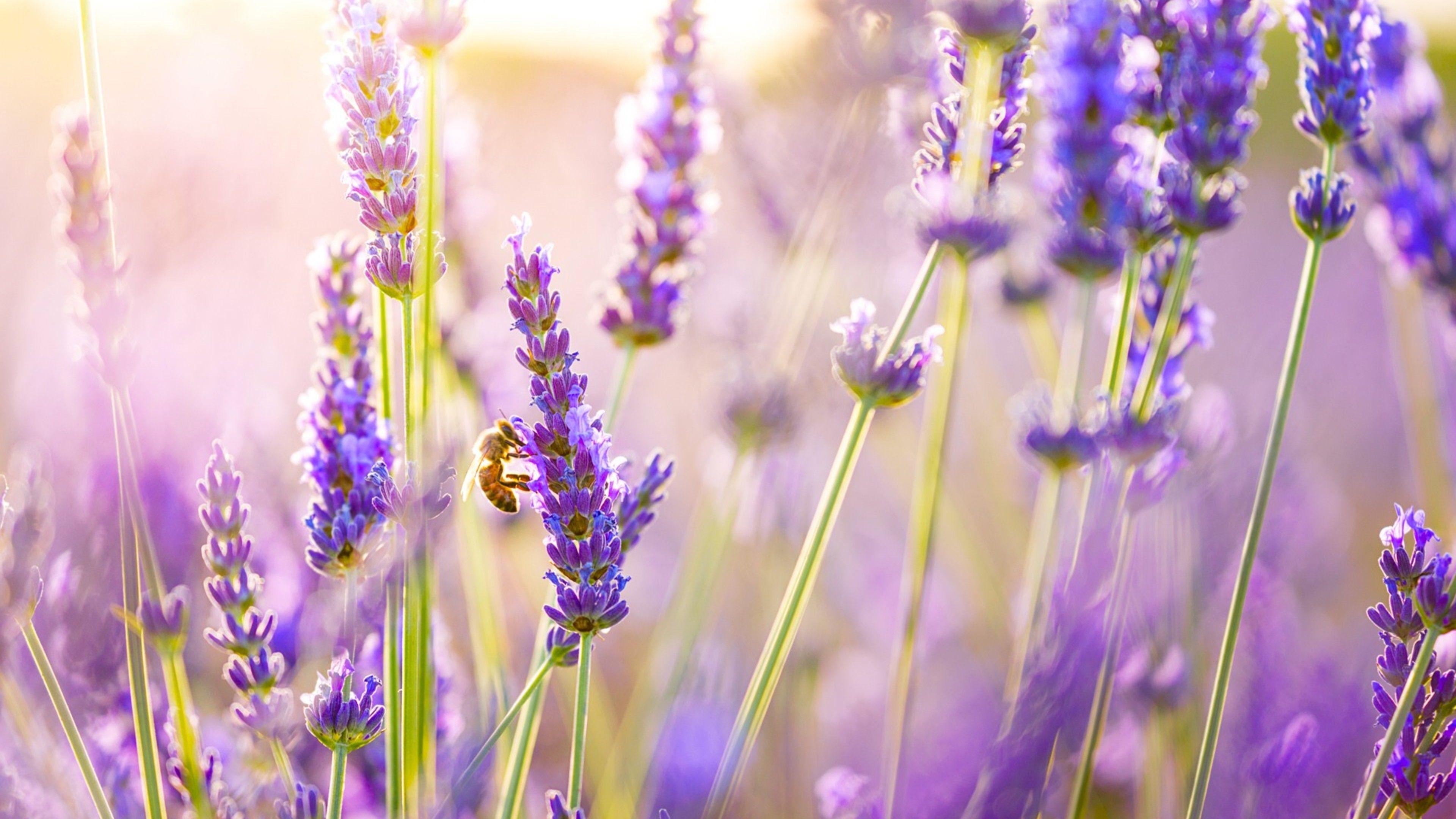 3840x2160 Lavender Flowers, HD Flowers, 4k Wallpaper, Image, Background, Photo and Picture