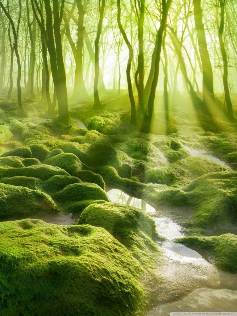 768x1024 Green Forest HD Wallpaper Mobile