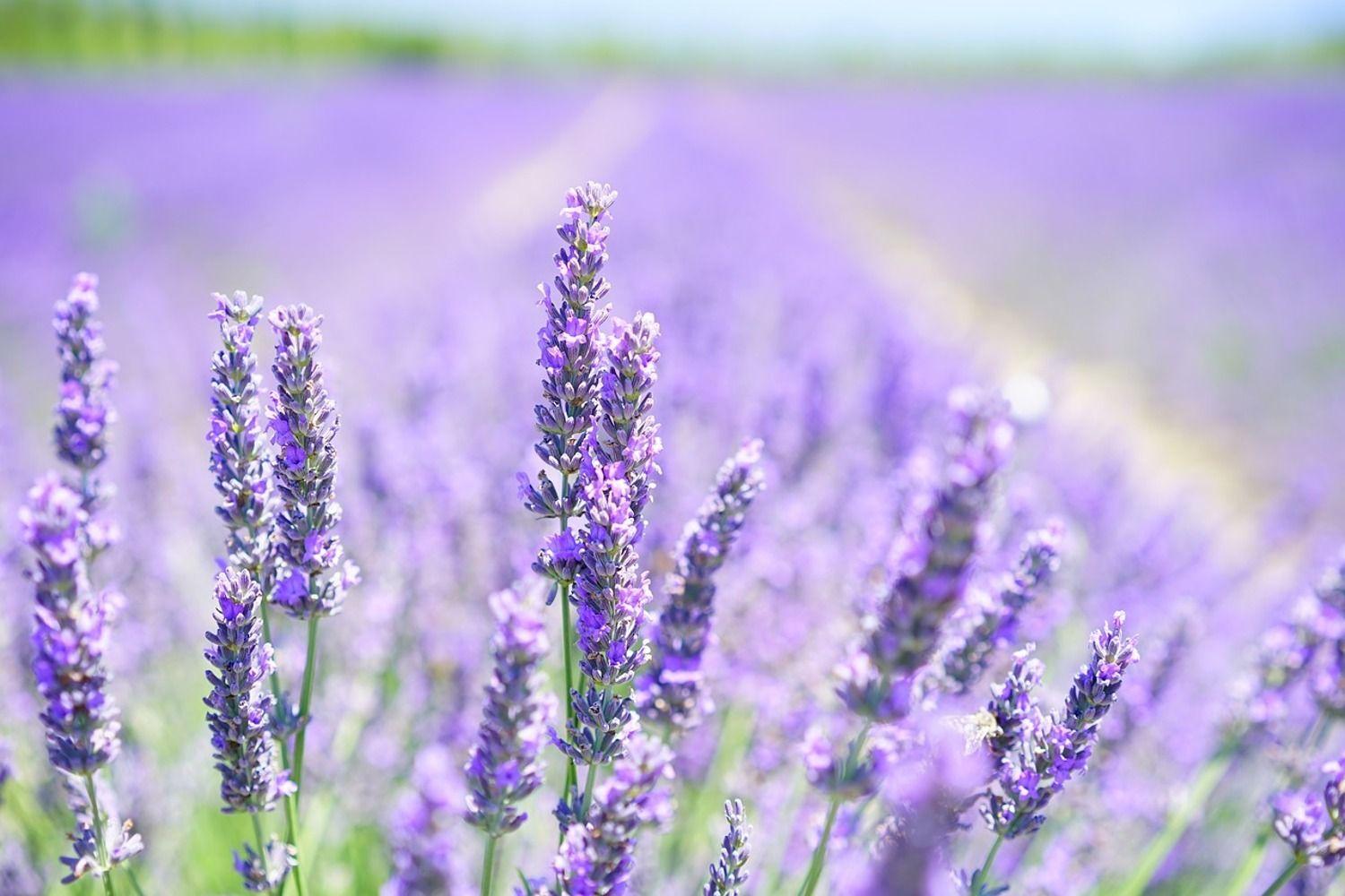 1500x1000 Photo Wallpaper The lavender blossom. Order now!!