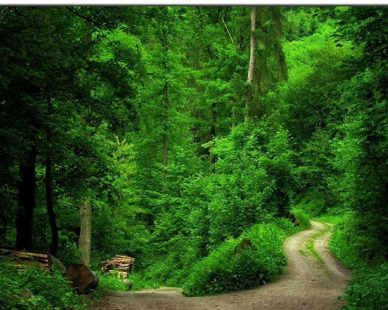 1280x1024 Green Forest Wallpaper