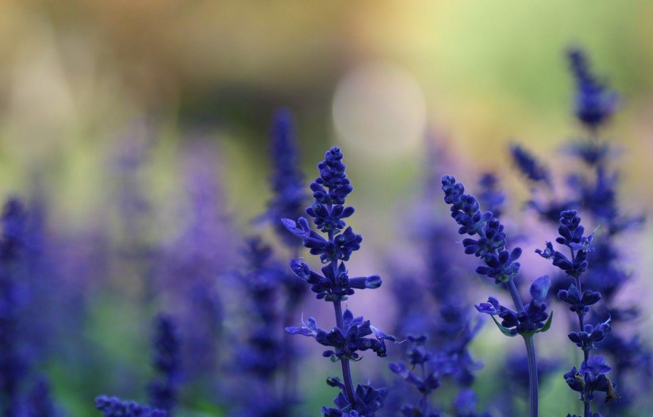 1332x850 Wallpaper summer, macro, light, flowers, nature, glare, background, glade, plants, blur, blue, lavender image for desktop, section цветы