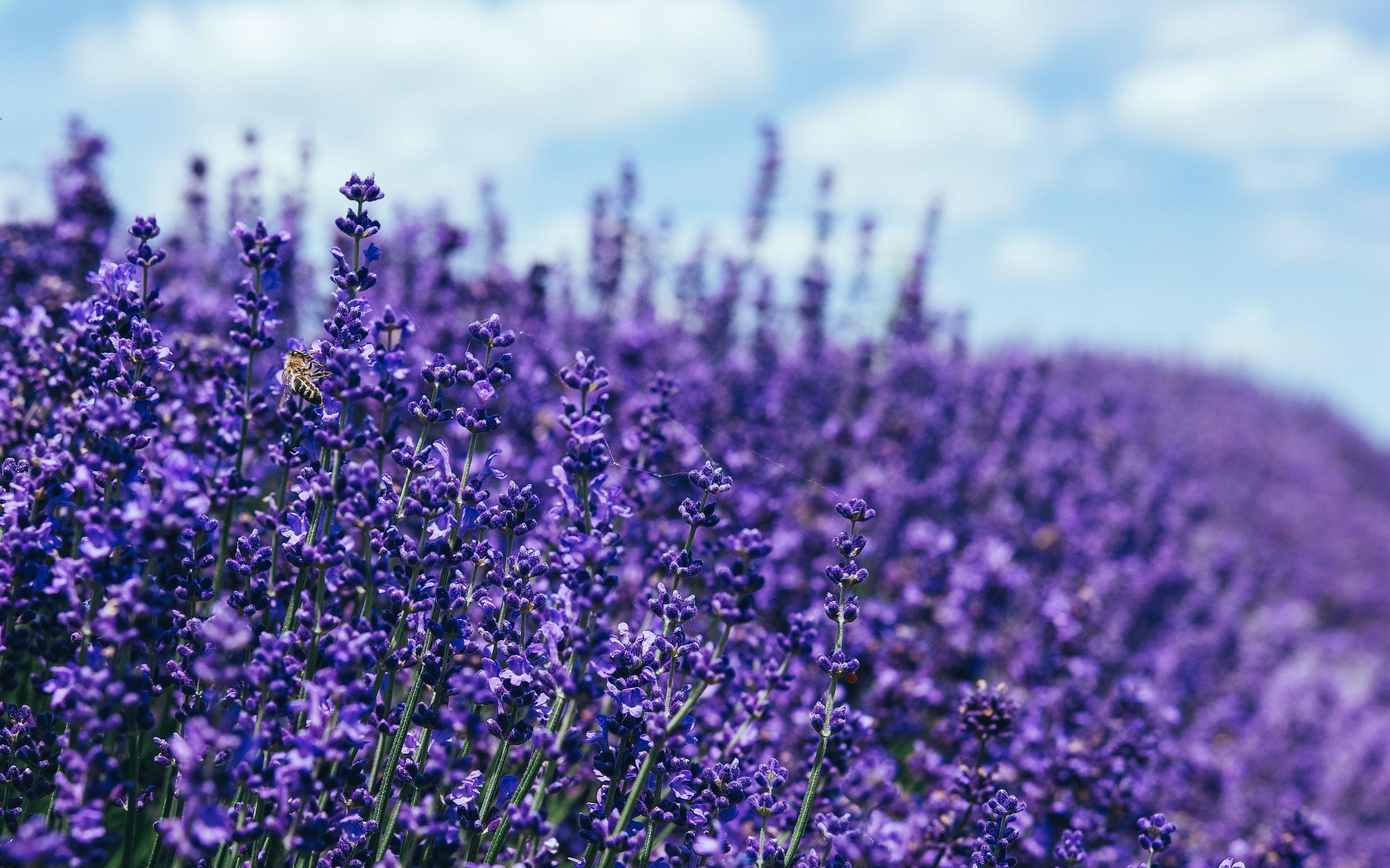 2880x1800 Lavender 5k Macbook Pro Retina HD 4k Wallpaper, Image, Background, Photo and Picture