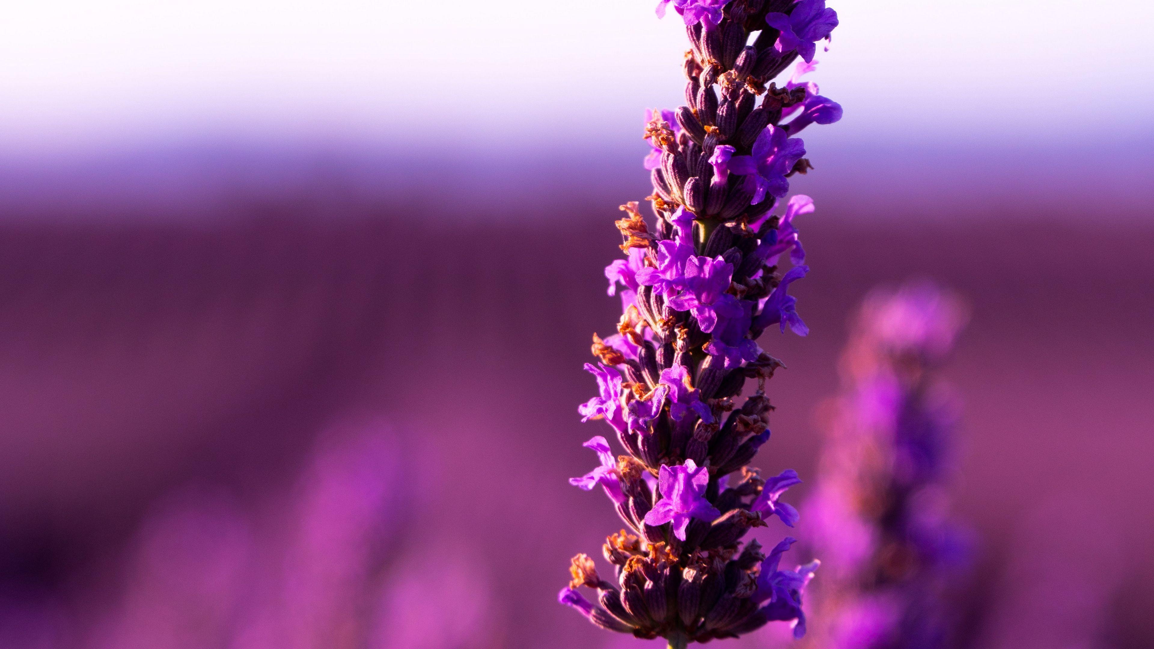3840x2160 lavender HD Wallpaper, background