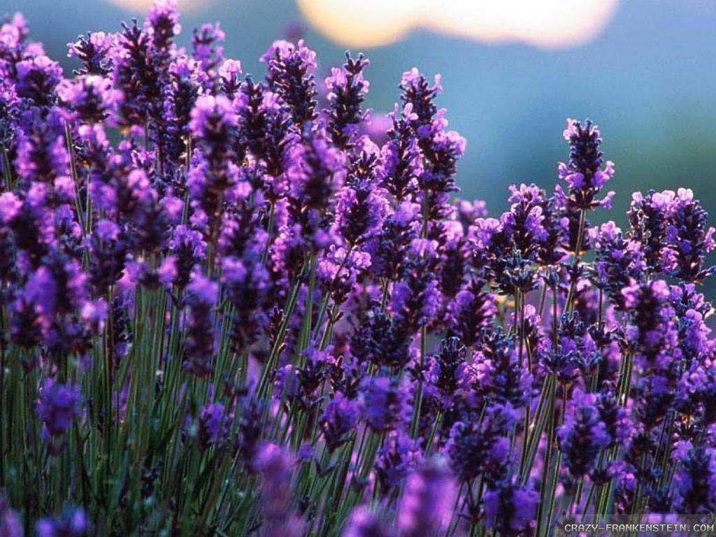 1024x768 Lavender wallpaperx768