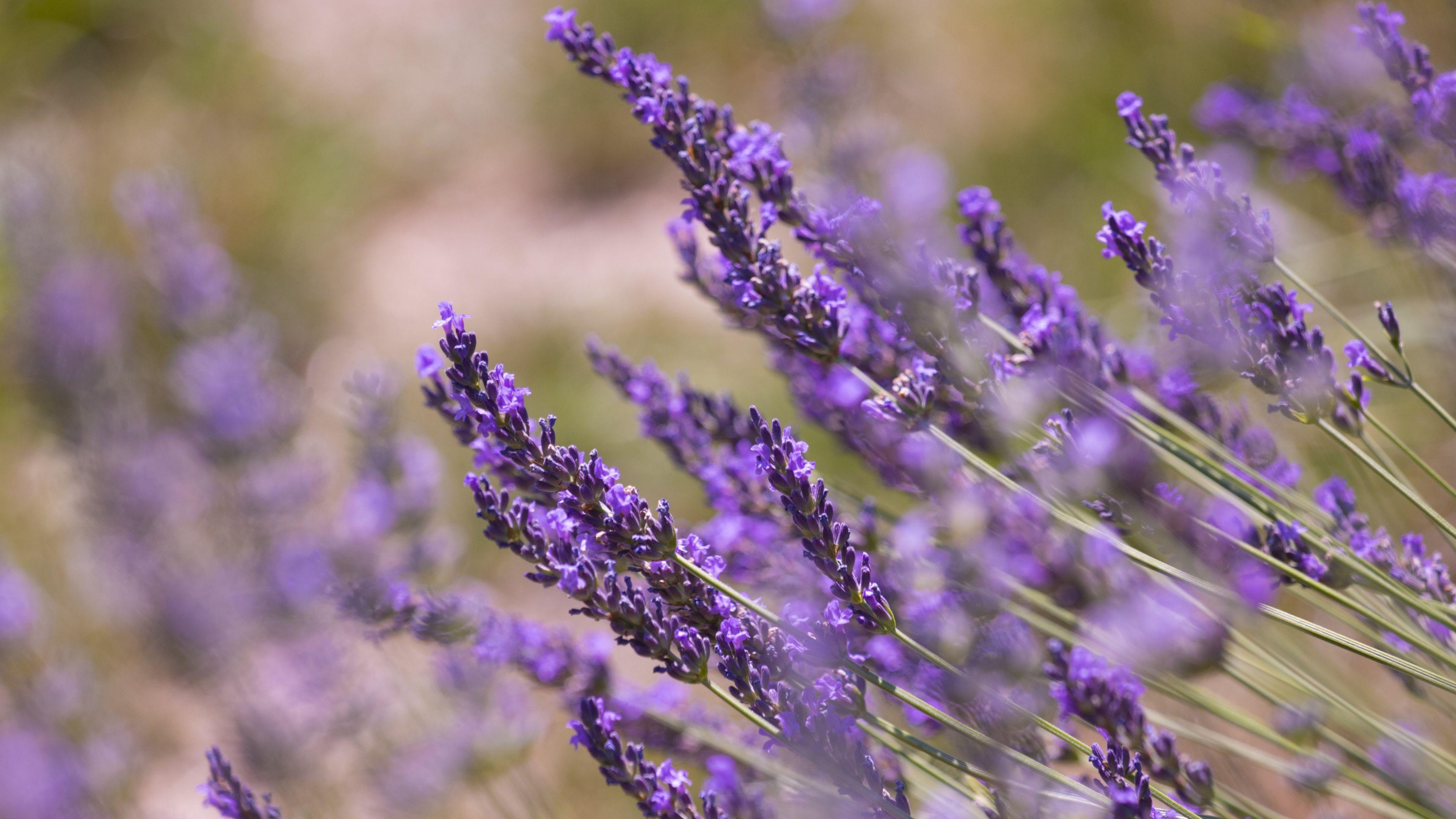 3840x2160 Desktop Wallpaper Lavender, Plants, Meadow, Flowers, Blossom, 5k, HD Image, Picture, Background, 5351f7