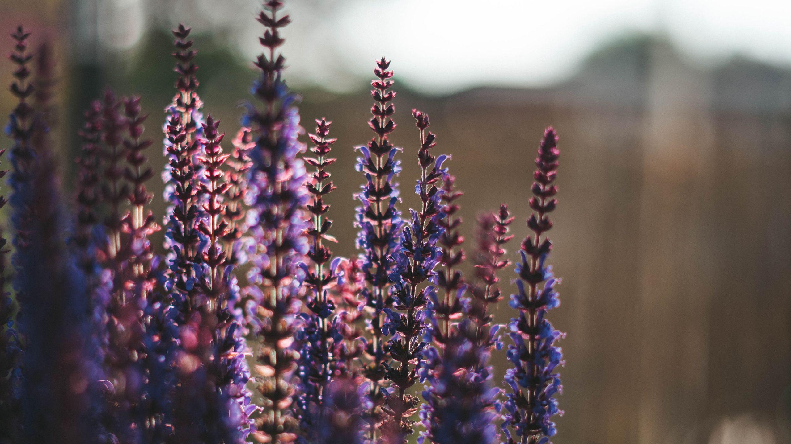 2560x1440 Download wallpaper 2560x1440 lavender, flowers, plant widescreen 16:9 HD background