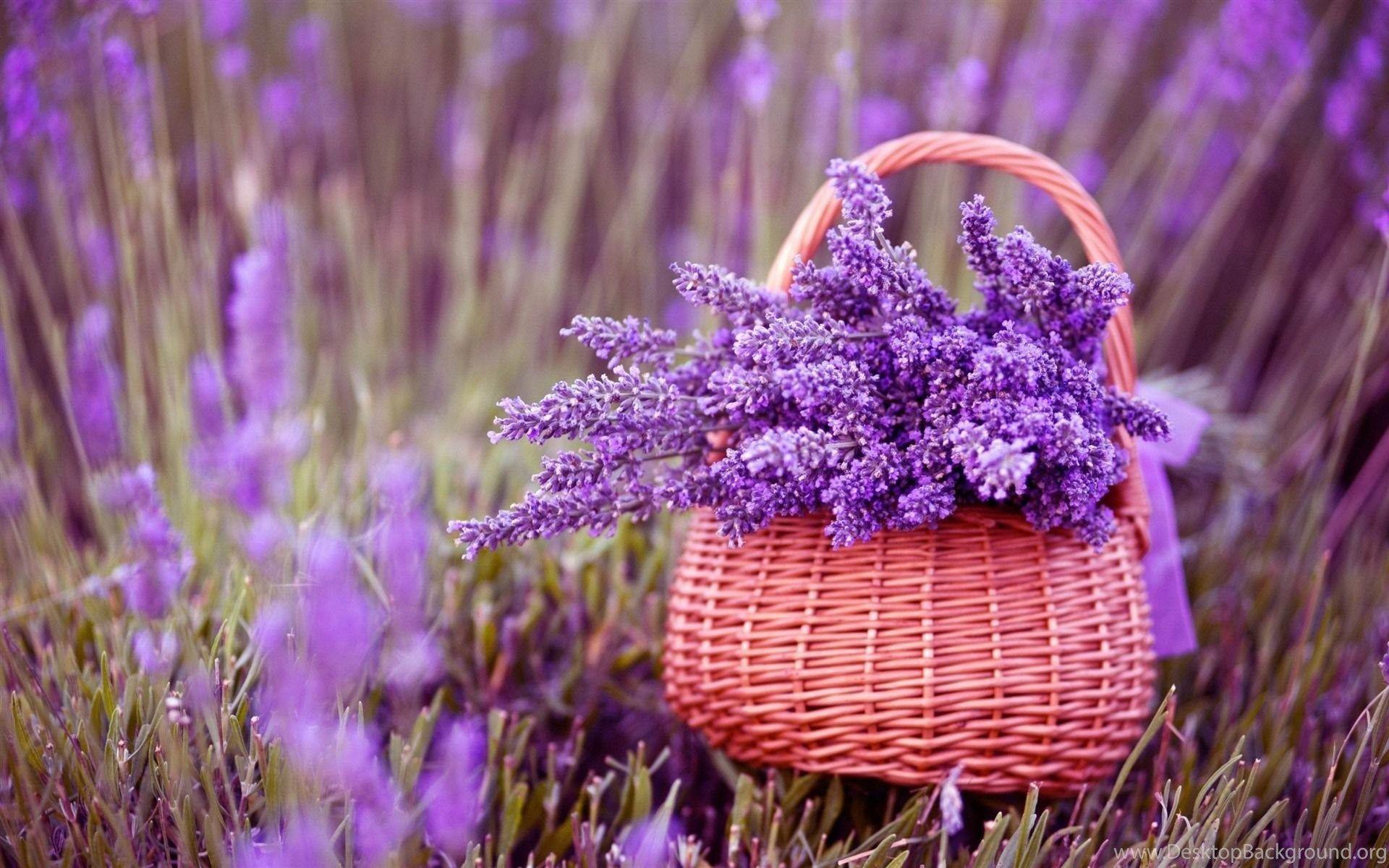 1920x1200 Lavender Plant Wallpaper. Desktop Background