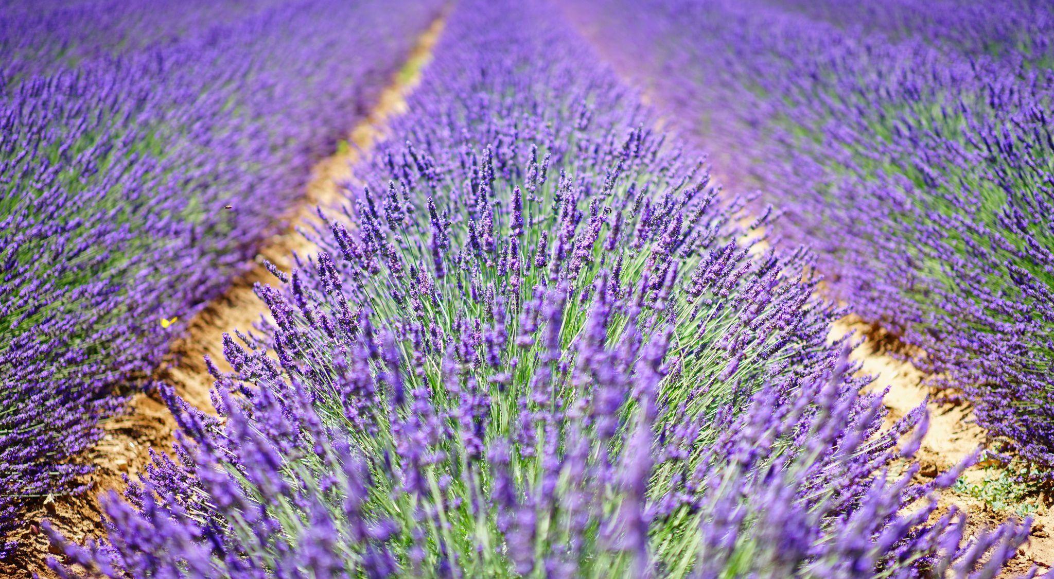 2048x1125 Lavender 53550